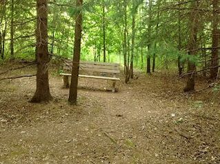 Spacious forested area with park bench in West Willow Woods, Guelph, Ontario